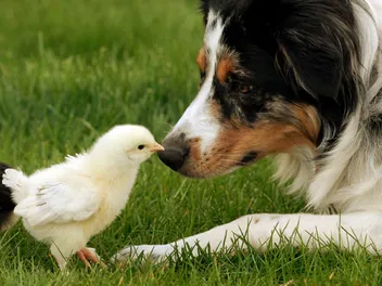 12 Best Farm Dogs: Pictures, Facts & History
