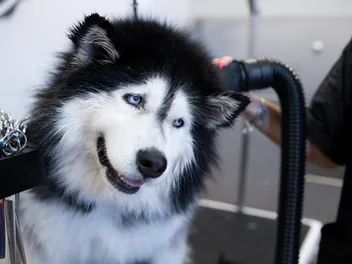 Husky Grooming Tips to Help Control Shedding (Vet-Approved)