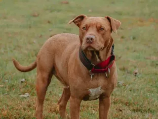Are Pit Bulls Banned in Australia? Restrictions & Facts