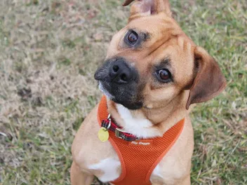Bogle (Beagle & Boxer Mix): Info, Pictures, Care, Traits & More