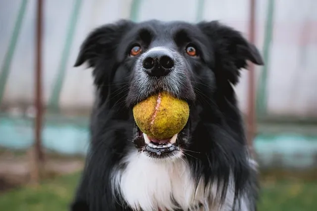 How Long Do Australian Shepherds Live? Average Lifespan, Data & Care