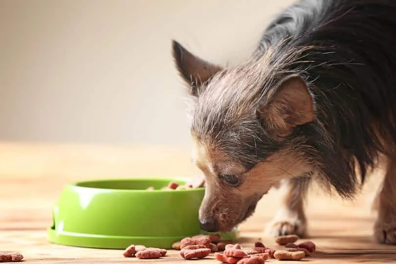senior dog eating food on the floor