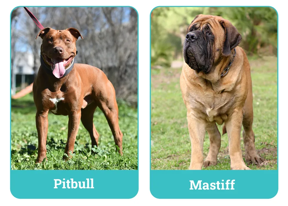 Pitbull vs Mastiff