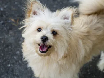 Pomapoo (Pomeranian & Poodle Mix) Dog Breed: Info, Pictures & Care