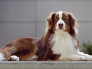 5 Dog Breeds That Can Be Different Sizes: Pictures, Facts & Info