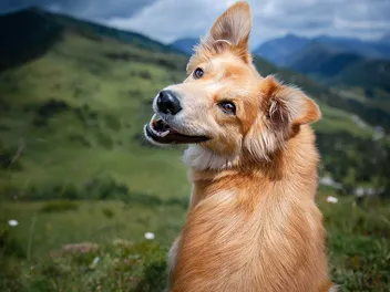 How Do I Know If My Dog Is Happy? 11 Vet-Verified Signs