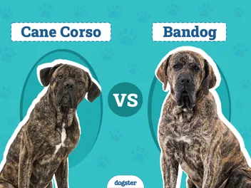 Are Cane Corsos and Bandogs (Bandogges) the Same Breed? Facts & FAQ