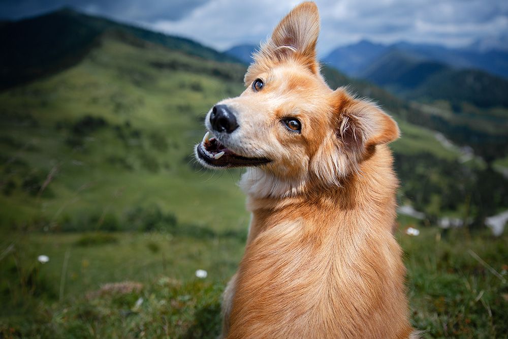Happy mixed breed dog went hiking