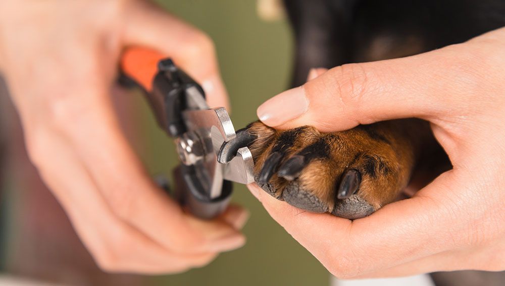 close up person trimming black nails of dog