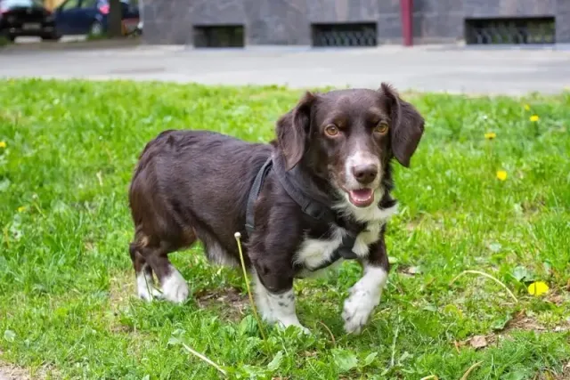 Westphalian Dachsbracke Dog Breed: Info, Pictures, Care & More
