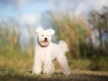 Pumi Dog Breed: Info, Pictures, Facts & Traits