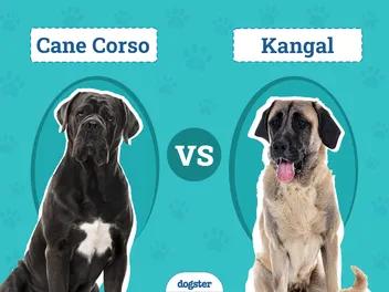 Cane Corso vs Kangal: The Differences (With Pictures)