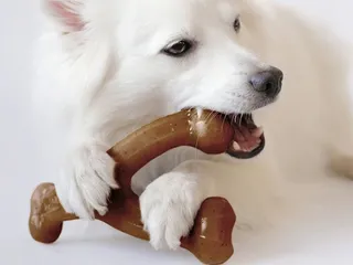 10 Best Indestructible Dog Toys in 2026 - Reviews & Top Picks