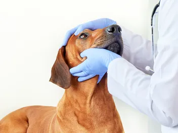 Nuclear Sclerosis in Dogs: Our Vet Explains the Signs, Diagnosis & Treatment