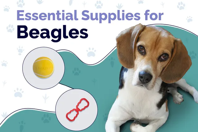 24 Essential Beagle Supplies to Get You Started: 2026 Update