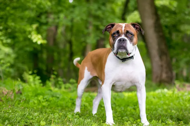 Banter Bulldogge Dog Breed: Info, Pictures, Care Guide & Traits
