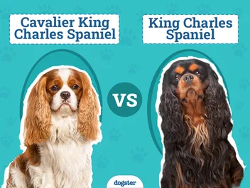 Cavalier King Charles Spaniel vs. King Charles Spaniel: The Differences (With Pictures)