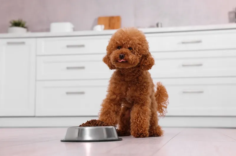 Maltipoo dog near feeding bowl with dry food on floor in kitchen