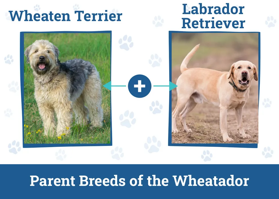 Parent Breeds of the Wheatador