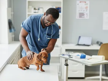 Chronic Hepatitis In Dogs: Our Vet Discusses Signs, Causes & Treatment