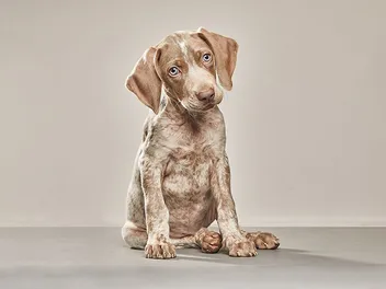 Piebald Weimaraner: Info, Pictures, Origin & History