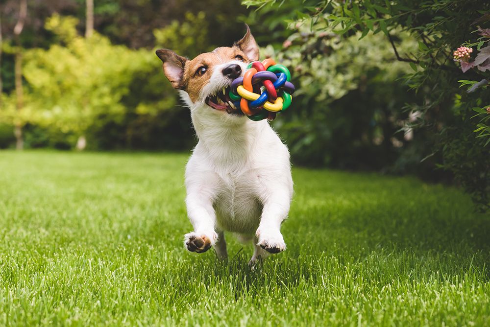 Jack Russell Terrier dog running in the backyard with toy