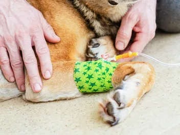 Chemotherapy for Dogs: Costs, Side Effects, & What to Expect (Vet-Approved)