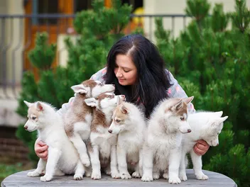 Do You Need a License to Breed Dogs? Vet-Reviewed Ethics & Legal Info