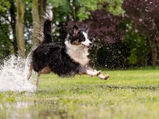 What Are the Top Dog Sports & How Can I Participate? A Complete Guide