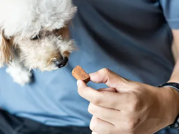 Can You Buy Heartworm Medicine Over the Counter for Dogs? Vet-Reviewed Facts & FAQ