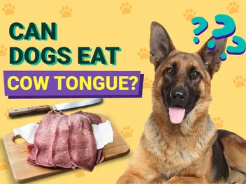 Can Dogs Eat Cow Tongues? Vet-Verified Nutrition Facts & FAQ