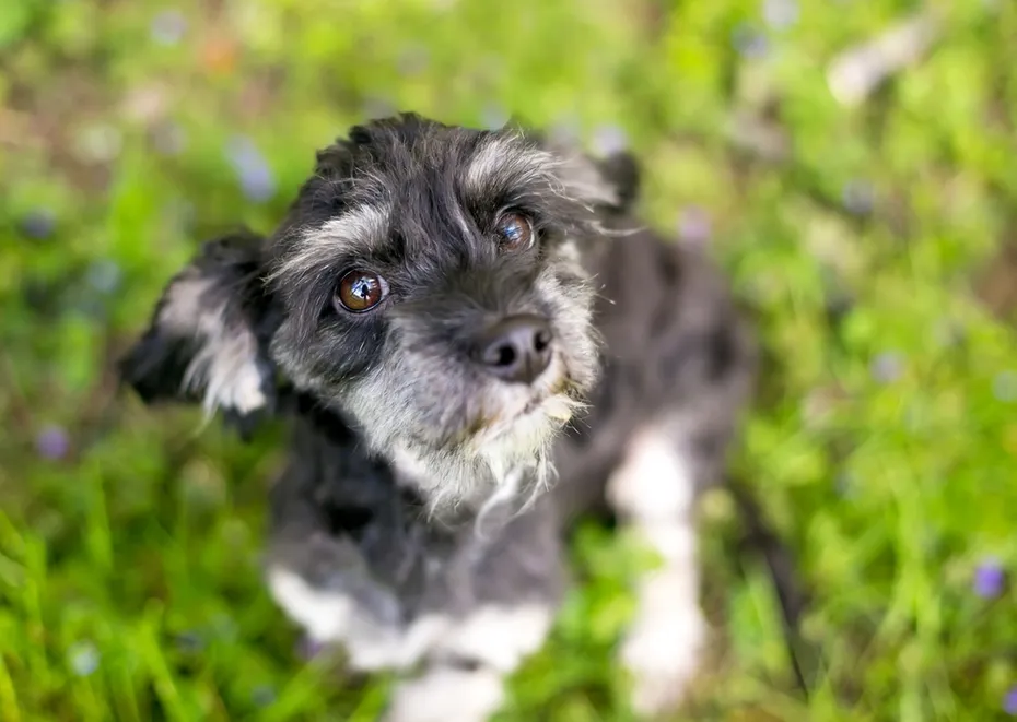 cute Shih Tzu and Cocker Spaniel mixed breed dog sitting outdoors