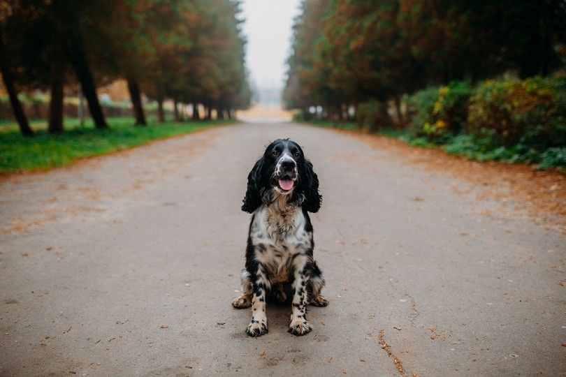 Cute Russian spaniel black and white_andybir_shutterstock