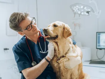 What Is the External Extraction Technique (XXT) & Why It Could Save Your Dog's Life