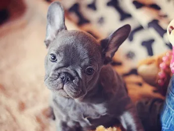Micro (Teacup) French Bulldog: Info, Pictures, Origin & History