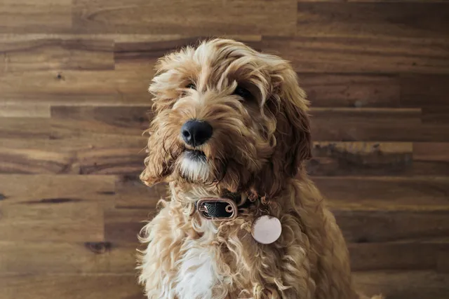 Spanish Water Dog Poodle Mix: Info, Pictures, Care Guide & More