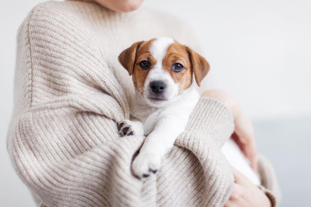 woman holding jack russell terrier puppy