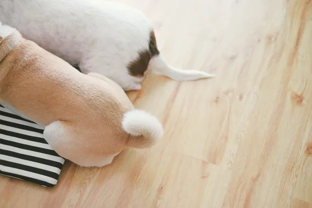 Why Do Dogs Have Tails? Vet-Reviewed Facts & FAQ