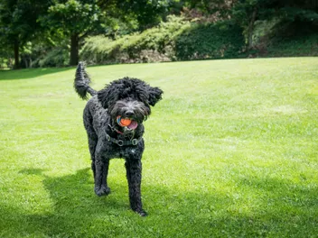 How to Train a Portuguese Water Dog: 9 Vet-Approved Tips