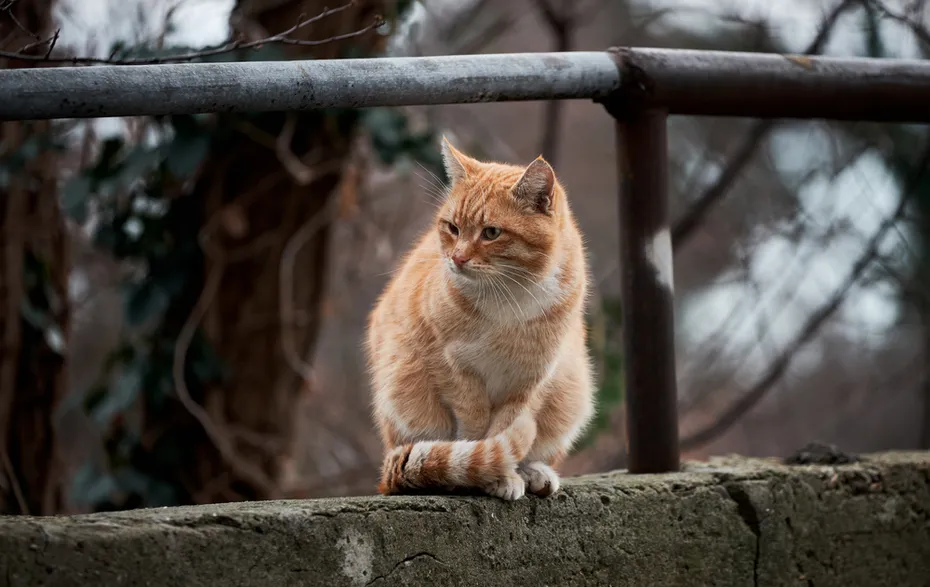 cat sitting outdoor