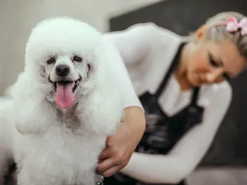 How to Groom a Poodle: 6 Simple Steps