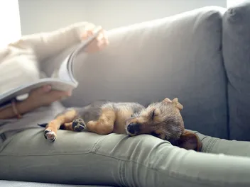 Why Do Dogs Sleep With Their Bums Facing You? 5 Vet-Verified Reasons for This Behavior
