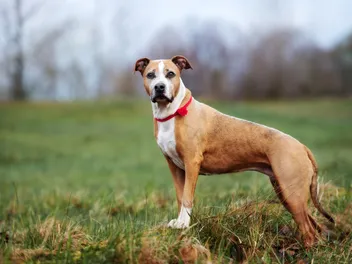 11 Pitbull Facts That Might Just Surprise You