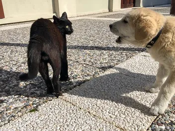 How to Stop Your Dog from Chasing Your Cat: 4 Vet-Verified Proven Ways