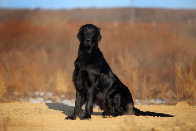 Flat-Coated Retriever Dog Breed: Info, Pictures, Care & More