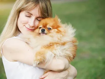 Are Pomeranians Affectionate & Like to Cuddle? Facts for Potential Owners
