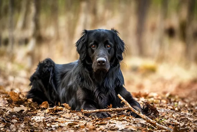 18 Newfoundland Dog Breed Mixes (With Pictures)