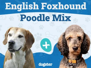 Foxhoodle (English Foxhound & Poodle Mix): Info, Pictures & Care