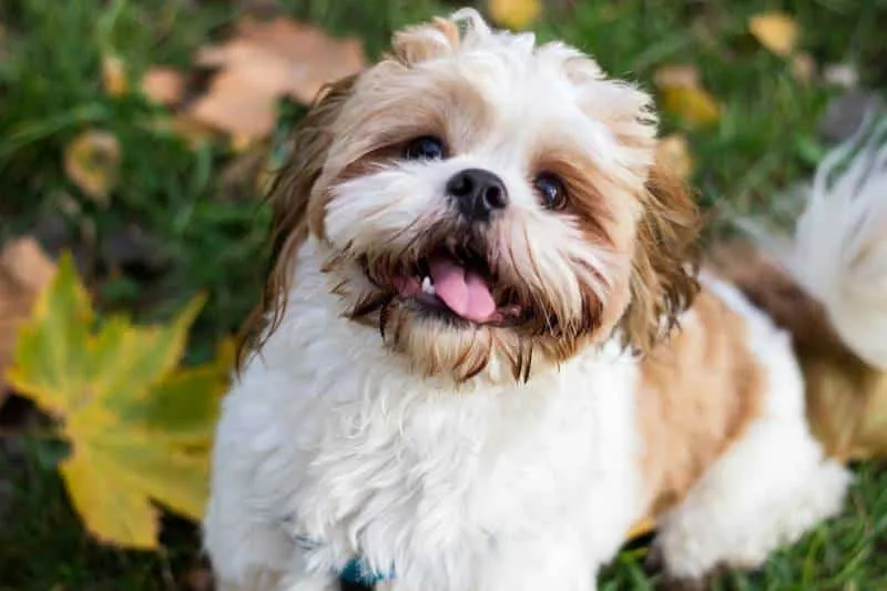 Cute Shih Tzu puppy in the park