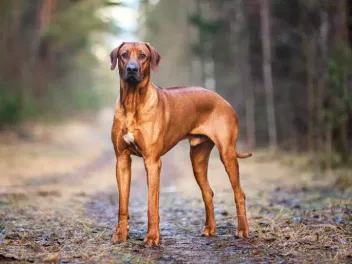 Do Rhodesian Ridgebacks Shed More Than Other Dogs? Vet-Verified Info & FAQ